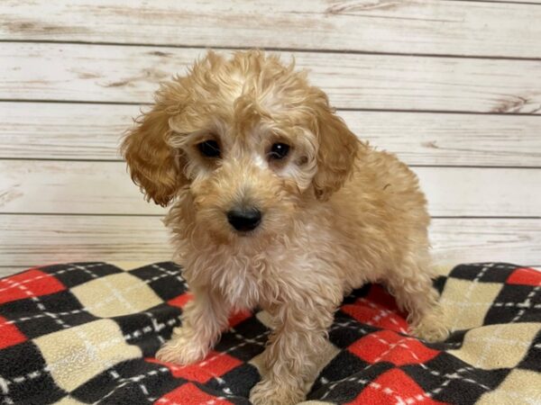 Goldendoodle Mini 2nd Gen DOG Female Golden 20741 Petland Batavia, Illinois