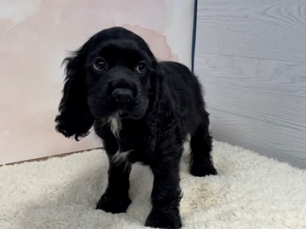 Cocker Spaniel DOG Male Black 20493 Petland Batavia, Illinois