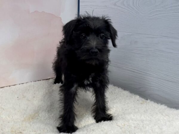 Miniature Schnauzer DOG Male Black 20490 Petland Batavia, Illinois