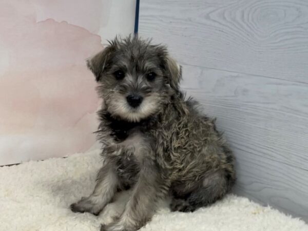 Miniature Schnauzer DOG Male Salt and Pepper 20489 Petland Batavia, Illinois