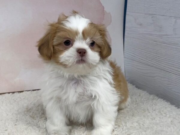 Shih Tzu DOG Male Gold and White 20486 Petland Batavia, Illinois