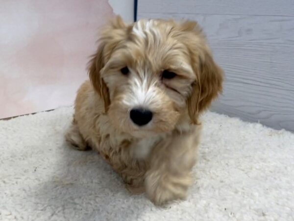 Goldendoodle Mini 2nd Gen DOG Male Golden 20500 Petland Batavia, Illinois