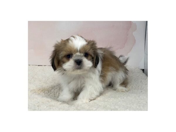 Shih Tzu DOG Male Gold and White 20485 Petland Batavia, Illinois