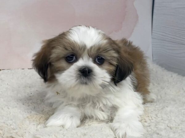Shih Tzu DOG Female Gold and White 20487 Petland Batavia, Illinois