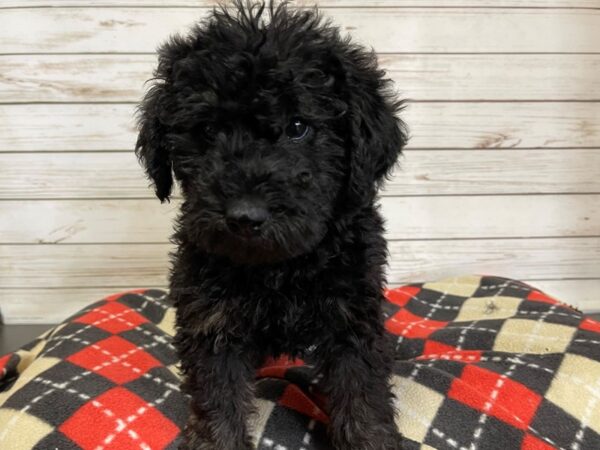 Labradoodle Mini 2nd Generation DOG Male Black 20737 Petland Batavia, Illinois