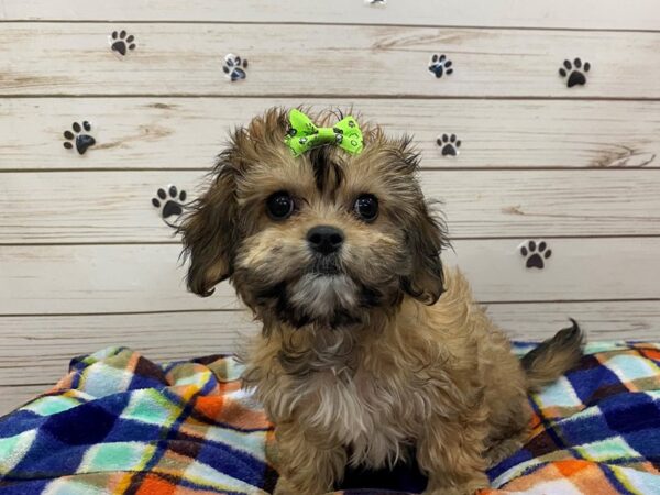 Cavachon DOG Female Sable 12592 Petland Batavia, Illinois