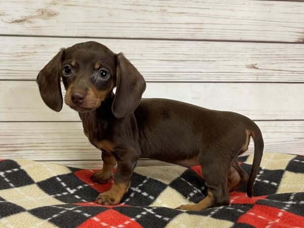 Dachshund DOG Female Chocolate / Tan 20760 Petland Batavia, Illinois