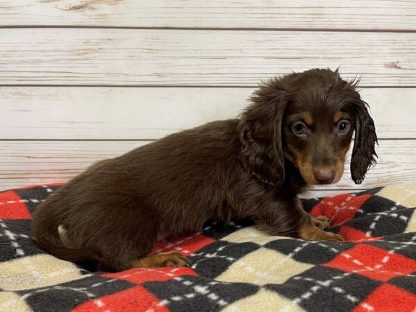 Dachshund DOG Male Chocolate / Tan 20759 Petland Batavia, Illinois