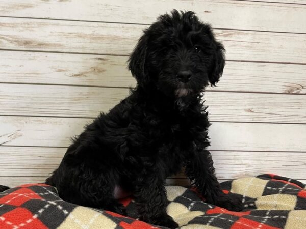 Labradoodle Mini 2nd Generation DOG Male Black 20738 Petland Batavia, Illinois