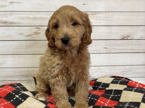 Labradoodle Mini 2nd Generation-DOG-Male-Golden-20739-Petland Batavia, Illinois