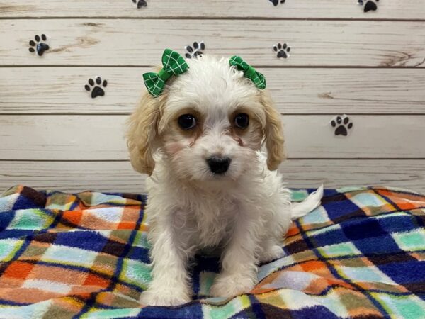 Cavachon-DOG-Female-Blenheim-12591-Petland Batavia, Illinois