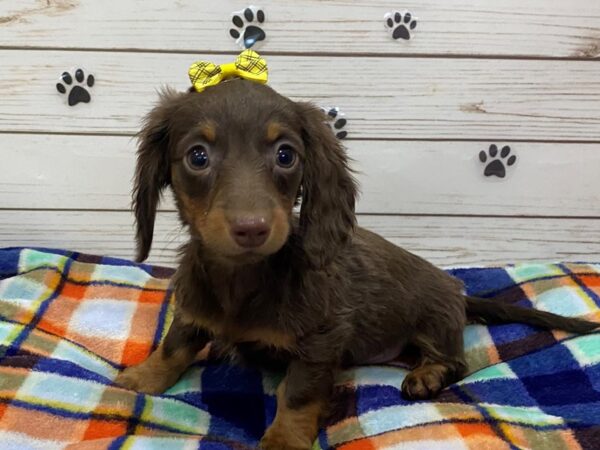 Dachshund DOG Female Chocolate / Tan 12602 Petland Batavia, Illinois