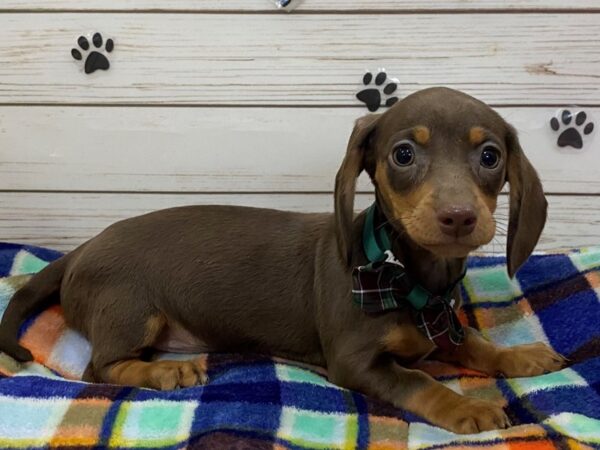 Dachshund-DOG-Female-Chocolate / Tan-12603-Petland Batavia, Illinois
