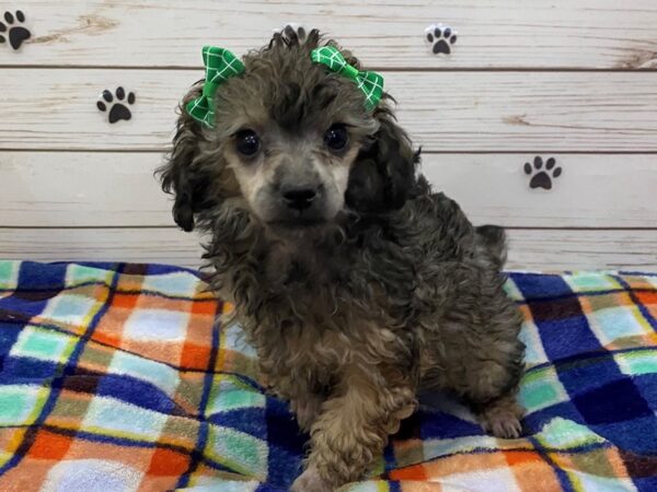 Poodle DOG Female Cafe Au Lait 12601 Petland Batavia, Illinois