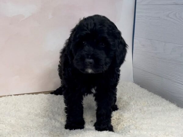 Labradoodle Mini 2nd Generation DOG Male Black 12600 Petland Batavia, Illinois