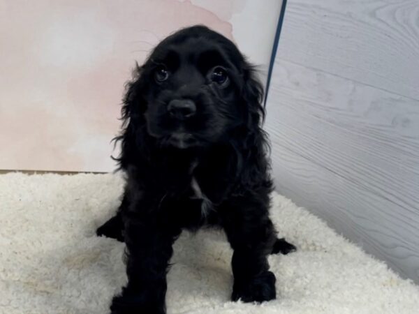 Cocker Spaniel DOG Female Black 12596 Petland Batavia, Illinois