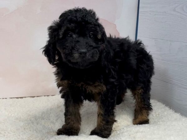 Labradoodle Mini 2nd Generation DOG Male Black 20477 Petland Batavia, Illinois