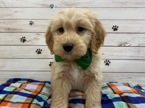 Goldendoodle Mini 2nd Gen DOG Male Golden 12593 Petland Batavia, Illinois