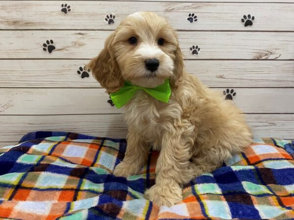 Goldendoodle Mini 2nd Gen DOG Male Golden 12594 Petland Batavia, Illinois