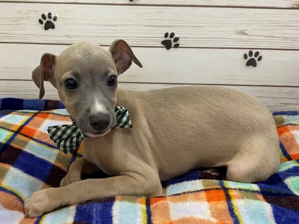 Italian Greyhound-DOG-Male-Blue Fawn-12588-Petland Batavia, Illinois