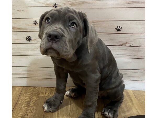 Neapolitan Mastiff DOG Female Blue 12589 Petland Batavia, Illinois