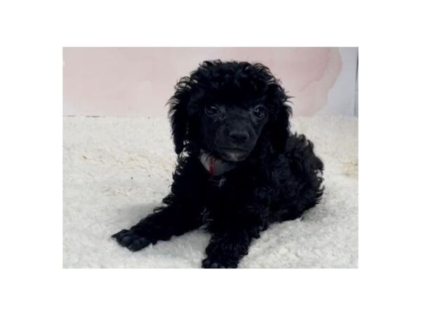 Poodle DOG Female Black 20516 Petland Batavia, Illinois