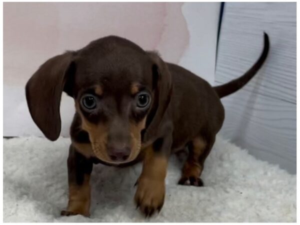 Dachshund DOG Female Chocolate / Tan 20513 Petland Batavia, Illinois