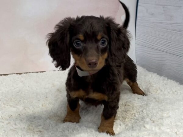 Dachshund DOG Female Chocolate / Tan 20512 Petland Batavia, Illinois