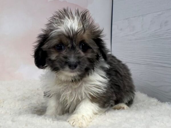 Sweener-DOG-Female-Silver / White-20504-Petland Batavia, Illinois