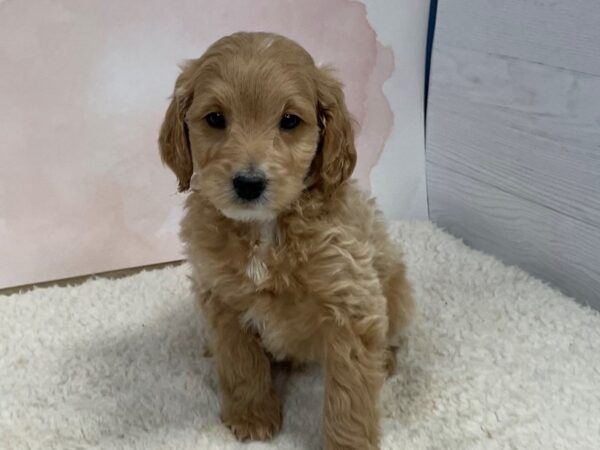 Labradoodle Mini 2nd Generation DOG Male Yellow 20478 Petland Batavia, Illinois