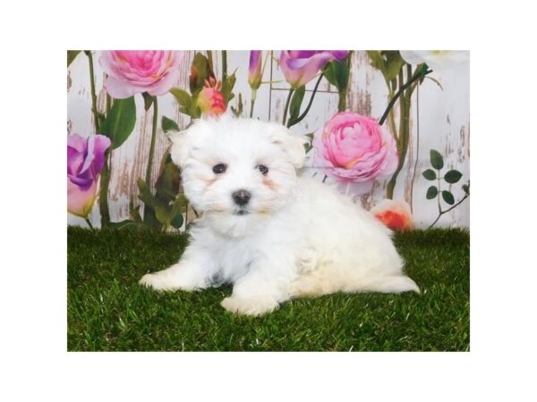 Maltese DOG Male White 20764 Petland Batavia, Illinois