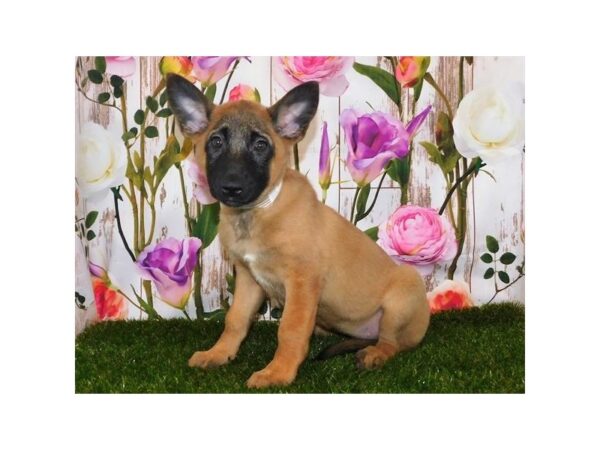 Belgian Malinois DOG Female Fawn 20762 Petland Batavia, Illinois