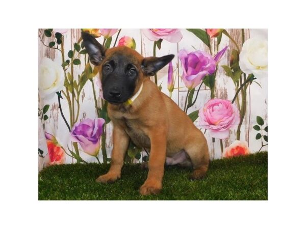 Belgian Malinois DOG Male Fawn 20763 Petland Batavia, Illinois