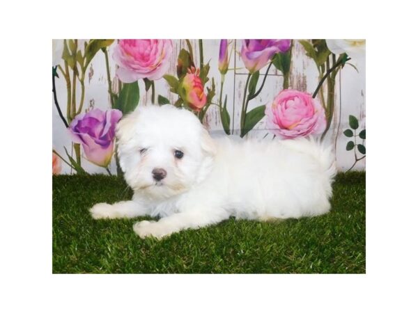 Maltese DOG Male White 12606 Petland Batavia, Illinois