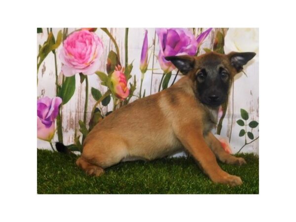 Belgian Malinois DOG Female Fawn 12605 Petland Batavia, Illinois