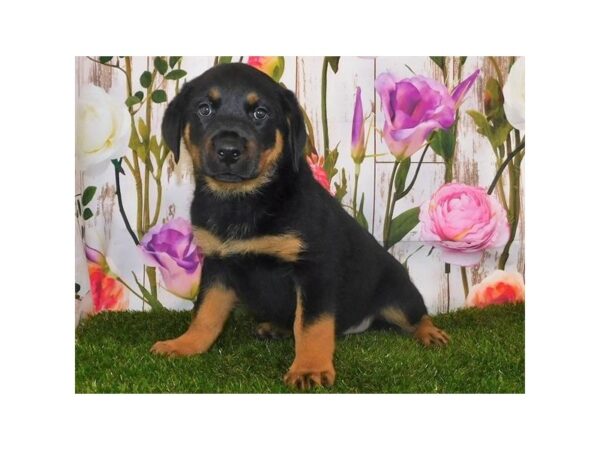 Rottweiler DOG Male Black / Mahogany 20766 Petland Batavia, Illinois