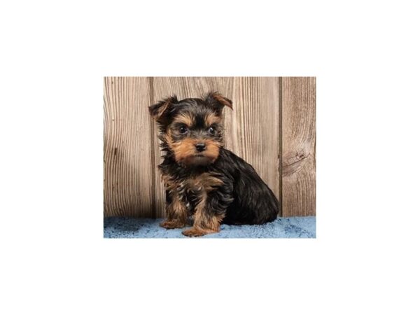 Yorkshire Terrier DOG Male Black / Tan 20525 Petland Batavia, Illinois