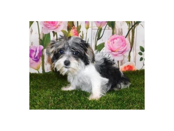 Morkie-DOG-Female-Black / White-12609-Petland Batavia, Illinois