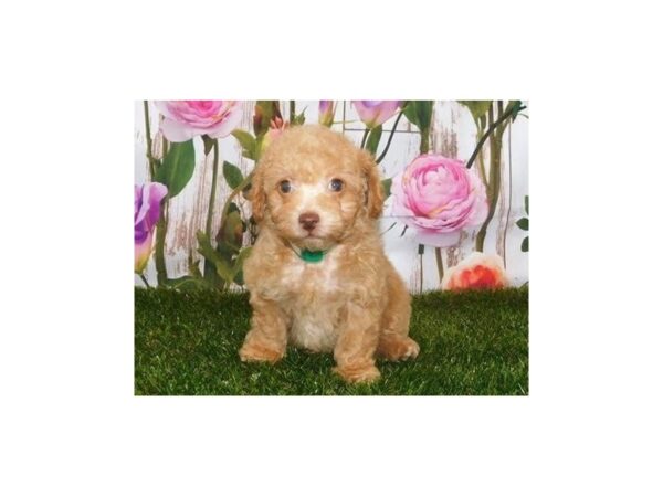Poodle Mini DOG Male Apricot 12607 Petland Batavia, Illinois