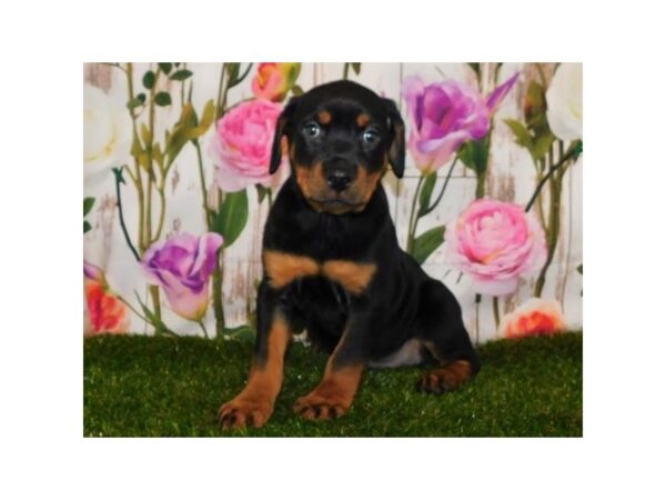 Rottweiler-DOG-Female-Black / Mahogany-12610-Petland Batavia, Illinois