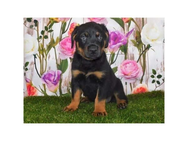 Rottweiler DOG Male Black / Mahogany 12611 Petland Batavia, Illinois