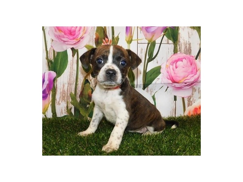 Boggle Puppy Brindle / White ID:12612 Located at Petland Batavia, Illinois