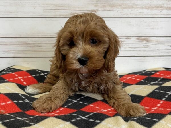 Cava Poo-DOG-Female-Ruby-20772-Petland Batavia, Illinois