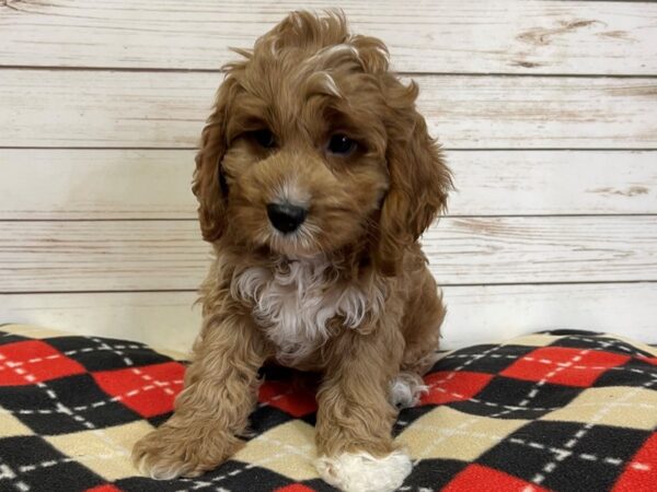 Cava Poo DOG Male Ruby 20773 Petland Batavia, Illinois
