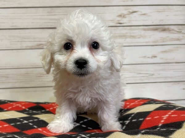 Bichon Frise DOG Male White 20774 Petland Batavia, Illinois