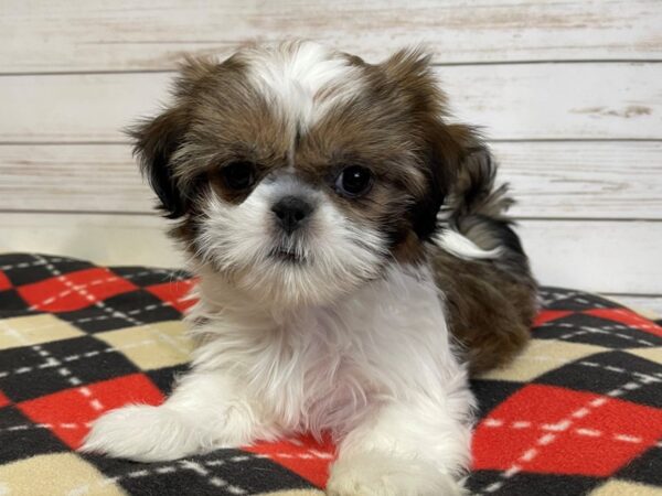 Shih Tzu DOG Female Gold and White 20775 Petland Batavia, Illinois