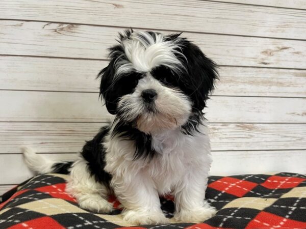 Shih Tzu DOG Male Black and White 20771 Petland Batavia, Illinois
