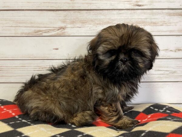 Shih Tzu-DOG-Male-Brindle-20770-Petland Batavia, Illinois