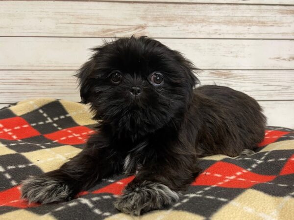 Shih Tzu DOG Female Black, White Markings 20769 Petland Batavia, Illinois