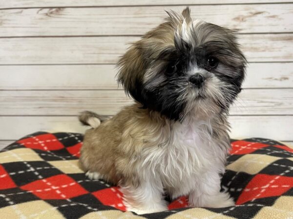 Shih Tzu DOG Female Sable& White, Black Mask 20768 Petland Batavia, Illinois